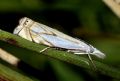 Crambus uliginosellus